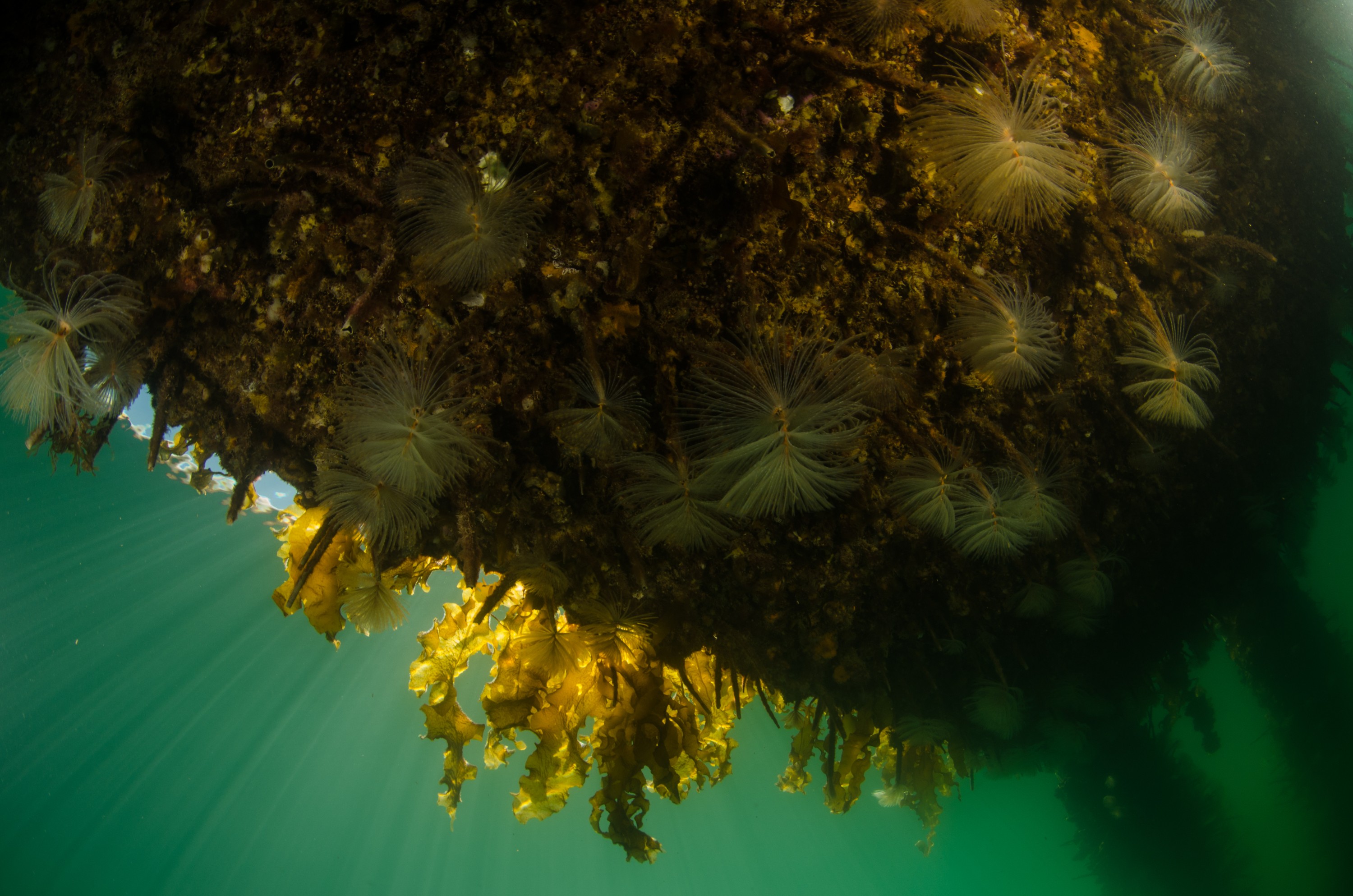 DSC_3034 – Mediterranean, fanworm, Sabella, spallanzanii, marine, pest, Auckland, underwater, crispin, nz, new, zealand, new zealand, fan, worm, marine, pest, invasive, Biosecurity